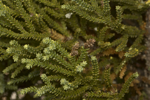 Patagonian cypress (Fitzroya cupressoides)