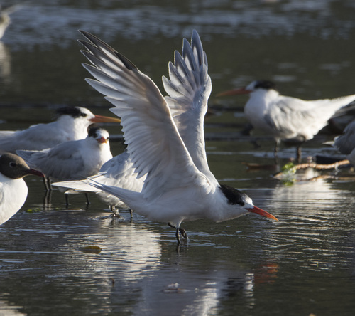 Elegant Tern (Thalasseus elegans), photo 4