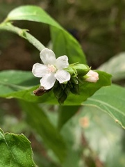 (c) Dairon Cuevas Riveras, some rights reserved (CC BY-SA) Pavonia fruticosa, photograph (c) Dairon Cuevas Riveras, some rights reserved (CC BY-SA)