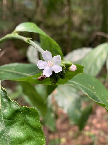 Pavonia fruticosa, photograph 3