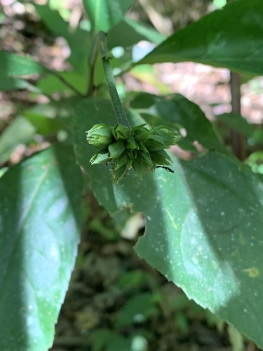 Pavonia fruticosa, photograph 4