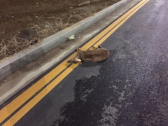 Hydropotes inermis argyropus