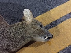 Hydropotes inermis argyropus