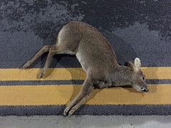 Hydropotes inermis argyropus