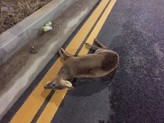 Hydropotes inermis argyropus