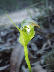 Pterostylis acuminata