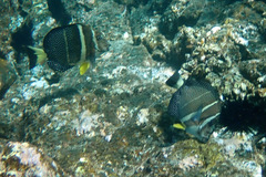 Acanthurus guttatus