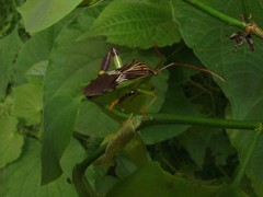 Melucha quinquelineata
