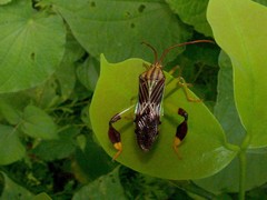 Melucha quinquelineata