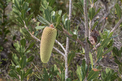 Banksia lemanniana