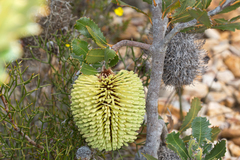 Banksia lemanniana