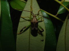 Melucha quinquelineata