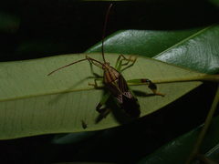 Melucha quinquelineata