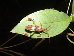 Melucha quinquelineata
