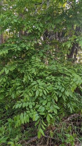 Cocobolo (Dalbergia retusa)