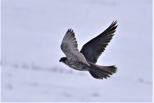 Saker Falcon, photo 7 of 8