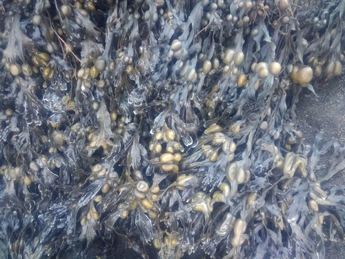 Mjehurasti bračić (Fucus vesiculosus)