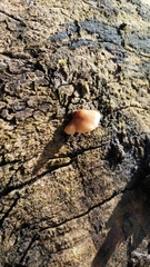 Crepidotus