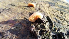 Crepidotus