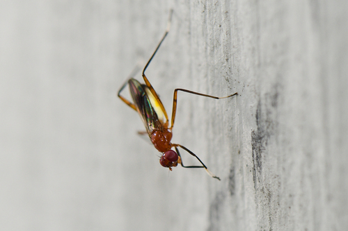 Unknown species found near Corkscrew, FL, USA