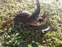 Laterallus melanophaius