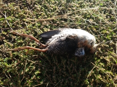 Laterallus melanophaius