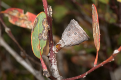 Eucalyptus preissiana