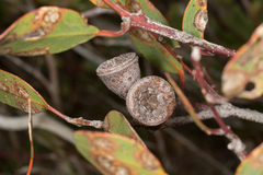 Eucalyptus preissiana