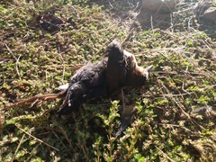 Laterallus melanophaius