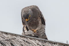 Rupornis magnirostris