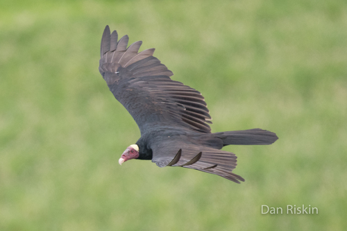Turkey Vulture (Tropical)