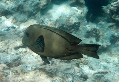 Hawaiian Surgeonfish photo 2