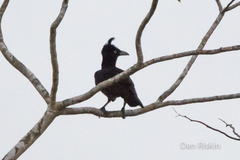 Cephalopterus ornatus