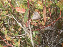 Eucalyptus preissiana