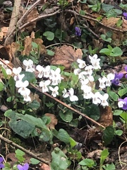 Viola alba
