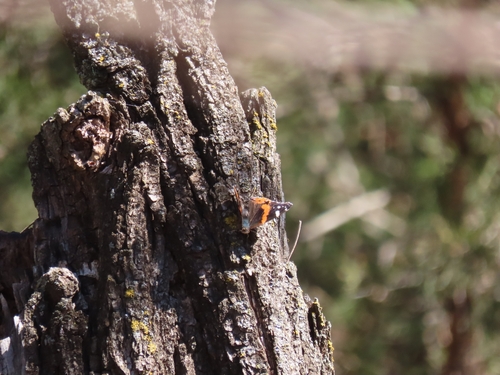 Red Admiral