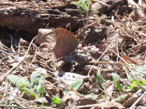 Goatweed Leafwing