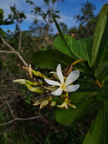Himatanthus obovatus