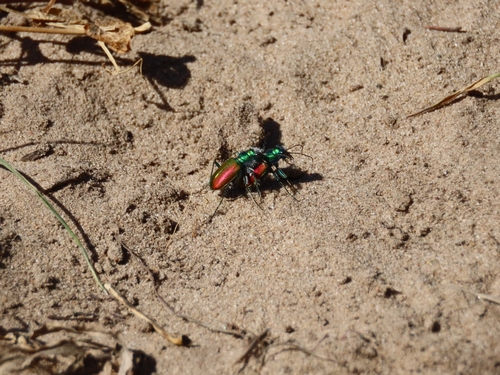 Festive Tiger Beetle