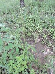 Habenaria retinervis