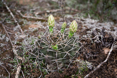 Gymnocalycium marsoneri