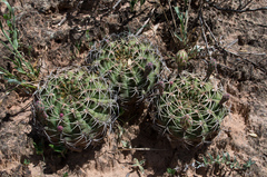 Gymnocalycium marsoneri