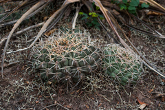 Gymnocalycium marsoneri