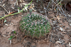 Gymnocalycium marsoneri