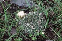 Gymnocalycium marsoneri