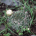 Gymnocalycium marsoneri - Photo (c) Martin Lowry, algunos derechos reservados (CC BY-NC), subido por Martin Lowry