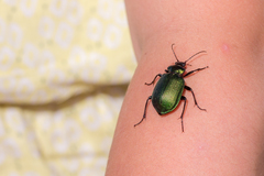 Calosoma schayeri