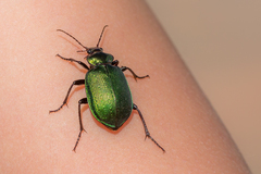 Calosoma schayeri