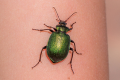 Calosoma schayeri