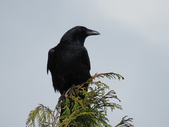 Corvus corone